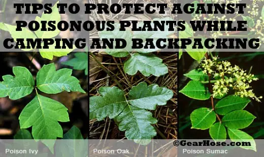 How to protect against poisonous plants during camping and backpacking ...
